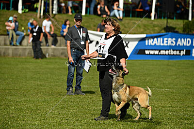 Serro de lorigine de faucon rouge